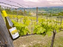 Colline Pescaresi Trebbiano I.G.T. 2020 Biologico