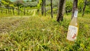 In Bolle - Vino Bianco Frizzante 2020 Biologico