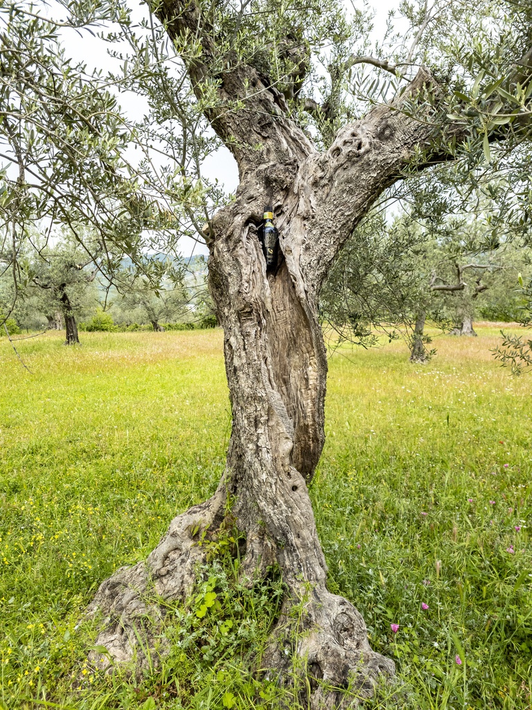 Olio extravergine d’oliva 3L B.I.B - BIOLOGICO 2021