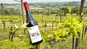 Colline Pescaresi Rosso I.G.T. 2019 Biologico